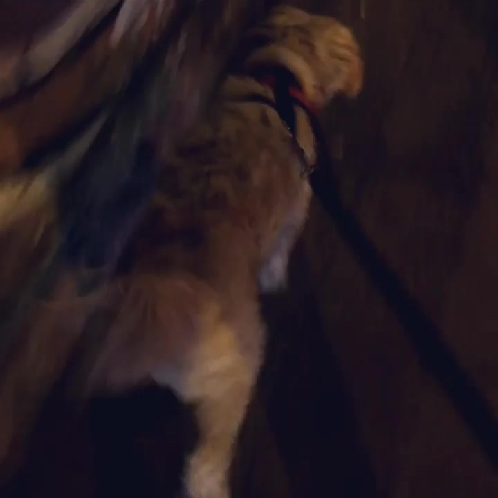Un pasito pa delante, un pasito para atrás 🎶
#thewalkingdog #horacius #bestdogever #night #santiago #chile