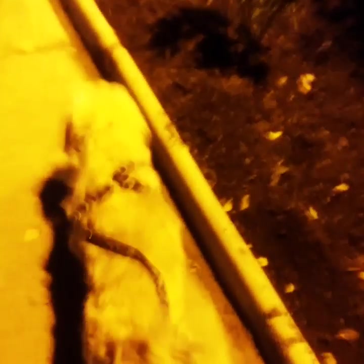 Con el Horace 🐕 en su #paseonocturno #paseandoalperro #eveningwalk #walkingthedog
